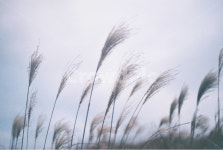 제주도, 갈대, 오름, 하늘, 바람, 사진,이미지,일러스트,캘리그라피 - N2316lsh작가 크라우드픽 - 저작권 걱정 없는 상업용 이미지