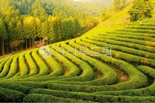 nature, 자연, outdoors, 옥외, 보성대한다원, 사진,이미지,일러스트,캘리그라피 - 영산공작가 크라우드픽 - 저작권 걱정 없는 상업용 이미지
