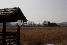 갈대, 갈대습지공원, 정자, 자연, 농촌, 사진,이미지,일러스트,캘리그라피 - Nsamuel990302작가 크라우드픽 - 저작권 걱정 없는 상업용 이미지