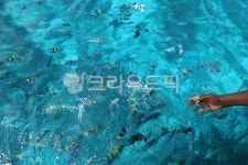 여름, 바다, 물, ocean, sea, 사진,이미지,일러스트,캘리그라피 - 빵호빵호작가 크라우드픽 - 저작권 걱정 없는 상업용 이미지