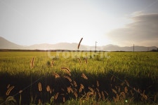 자연, 새벽, 아침, 햇살, 식물, 사진,이미지,일러스트,캘리그라피 - toffe작가 크라우드픽 - 저작권 걱정 없는 상업용 이미지