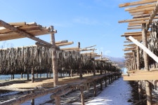 강원도, 대관령, 명태, 동태, 겨울, 사진,이미지,일러스트,캘리그라피 - 태경작가 크라우드픽 - 저작권 걱정 없는 상업용 이미지