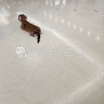 animal, 동물, dog, 개, pet, 사진,이미지,일러스트,캘리그라피 - MOON76작가 크라우드픽 - 저작권 걱정 없는 상업용 이미지