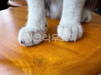 고양이, 고양이발, 고양이앞발, 귀염, 큐트, 사진,이미지,일러스트,캘리그라피 - 아인슈작가 크라우드픽 - 저작권 걱정 없는 상업용 이미지