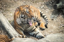 호랑이, 타이거, 코, 호피, 줄무늬, 사진,이미지,일러스트,캘리그라피 - 원프로작가 크라우드픽 - 저작권 걱정 없는 상업용 이미지