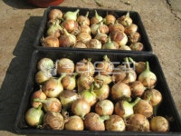 파, 식물, 다마내기, 양파, 식재표, 사진,이미지,일러스트,캘리그라피 - ebenezer작가 크라우드픽 - 저작권 걱정 없는 상업용 이미지