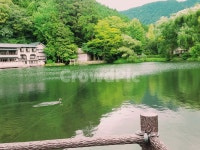 연못, 강가, 오리, 자연풍경, 숲속, 사진,이미지,일러스트,캘리그라피 - Tiare작가 크라우드픽 - 저작권 걱정 없는 상업용 이미지