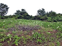 문주란꽃, 김녕농로, 제주, 올레19코스, 올레길, 사진,이미지,일러스트,캘리그라피 - Deep bLUE작가 크라우드픽 - 저작권 걱정 없는 상업용 이미지