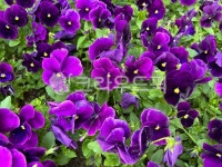 flower, 꽃, purple, 보라, 패턴, 사진,이미지,일러스트,캘리그라피 - dlwlgns031작가 크라우드픽 - 저작권 걱정 없는 상업용 이미지