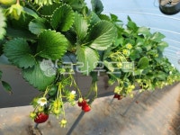 딸기, 밭, harvest, vinylhouse, field, 사진,이미지,일러스트,캘리그라피 - 케케케작가 크라우드픽 - 저작권 걱정 없는 상업용 이미지