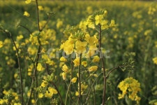 유채꽃, 유채꽃밭, 노랑, 노란색, 자연, 사진,이미지,일러스트,캘리그라피 - 소소한윤댕작가 크라우드픽 - 저작권 걱정 없는 상업용 이미지