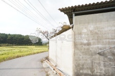 시골, 시골집, 시골길, 가을, 벼, 사진,이미지,일러스트,캘리그라피 - beenru작가 크라우드픽 - 저작권 걱정 없는 상업용 이미지