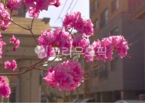 꽃, 자연, 햇살, 나뭇가지, 꽃향기, 사진,이미지,일러스트,캘리그라피 - Net-rachel작가 크라우드픽 - 저작권 걱정 없는 상업용 이미지