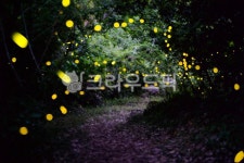 제주, 곶자왈, 야경, 반딧불, 숲, 사진,이미지,일러스트,캘리그라피 - 키키쿜쿜작가 크라우드픽 - 저작권 걱정 없는 상업용 이미지