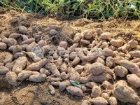 자연, 토양, 고구마, 호박고구마, 농장, 사진,이미지,일러스트,캘리그라피 - 빨간돼지작가 크라우드픽 - 저작권 걱정 없는 상업용 이미지
