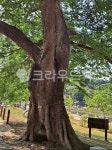 느티나무, 당산나무, 고목, 정좌나무, 나무, 사진,이미지,일러스트,캘리그라피 - pdgbok작가 크라우드픽 - 저작권 걱정 없는 상업용 이미지