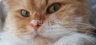 cat, 고양이, animal, 동물, mammal, 사진,이미지,일러스트,캘리그라피 - 모던폭스작가 크라우드픽 - 저작권 걱정 없는 상업용 이미지