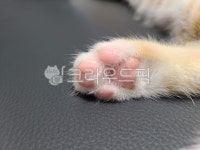 고양이, 고양이발바닥, 핑크젤리, 아기고양이, 젤리, 사진,이미지,일러스트,캘리그라피 - 새곤작가 크라우드픽 - 저작권 걱정 없는 상업용 이미지