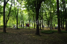 공원, 초록, 잎, 나무, 식물, 사진,이미지,일러스트,캘리그라피 - 귀리작가 크라우드픽 - 저작권 걱정 없는 상업용 이미지