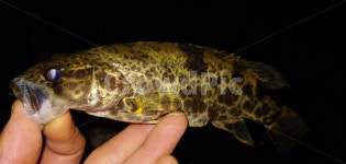 민물낚시, 쏘가리매운탕, 쏘가리, 남한강, 호피무늬, 사진,이미지,일러스트,캘리그라피 - Naosldkfltmxm작가 크라우드픽 - 저작권 걱정 없는... 