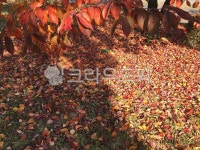 plant, 식물, leaf, 잎, ground, 사진,이미지,일러스트,캘리그라피 - boki84작가 크라우드픽 - 저작권 걱정 없는 상업용 이미지
