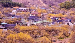 nature, 자연, outdoors, 옥외, 구례산동산수유마을, 사진,이미지,일러스트,캘리그라피 - 영산공작가 크라우드픽 - 저작권 걱정 없는 상업용... 