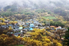 nature, 자연, outdoors, 옥외, 구례산동산수유마을, 사진,이미지,일러스트,캘리그라피 - 영산공작가 크라우드픽 - 저작권 걱정 없는 상업용... 