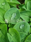 leaf, 잎, green, 녹색, 물방울, 사진,이미지,일러스트,캘리그라피 - ebbh56작가 크라우드픽 - 저작권 걱정 없는 상업용 이미지