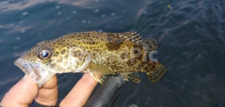 쏘가리, 단양, 낚시, 루어, 강, 사진,이미지,일러스트,캘리그라피 - Naosldkfltmxm작가 크라우드픽 - 저작권 걱정 없는 상업용 이미지