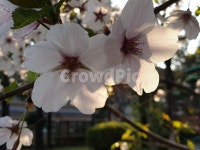 벗꽃, 식물, plant, 꽃, flower, 사진,이미지,일러스트,캘리그라피 - 솔향기작가 크라우드픽 - 저작권 걱정 없는 상업용 이미지