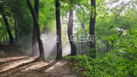 아침햇살, 새벽, 초록숲, 나무, 초여름, 사진,이미지,일러스트,캘리그라피 - 영상작가 크라우드픽 - 저작권 걱정 없는 상업용 이미지