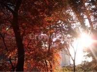 단풍, 낙엽, 목련강, 붉은색, 산호각, 사진,이미지,일러스트,캘리그라피 - 제이가온작가 크라우드픽 - 저작권 걱정 없는 상업용 이미지