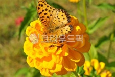 나비, 노란, butterfly, 꽃, 식물, 사진,이미지,일러스트,캘리그라피 - Nskc1147작가 크라우드픽 - 저작권 걱정 없는 상업용 이미지