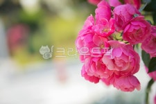 flower, 넝쿨장미, 꽃밭, 플라워, 개화, 사진,이미지,일러스트,캘리그라피 - 은빛여울작가 크라우드픽 - 저작권 걱정 없는 상업용 이미지