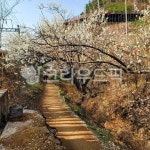 매화, 매화꽃, 매화밭, 매화농장, 봄꽃, 사진,이미지,일러스트,캘리그라피 - BUSAN OPPA작가 크라우드픽 - 저작권 걱정 없는 상업용 이미지