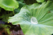 방죽, 연꽃, 물, 자연, 연꽃잎, 사진,이미지,일러스트,캘리그라피 - Bluecoral작가 크라우드픽 - 저작권 걱정 없는 상업용 이미지