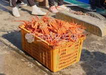 수산시장, 대게, 바닷가, 수산물, 바다, 사진,이미지,일러스트,캘리그라피 - cristy작가 크라우드픽 - 저작권 걱정 없는 상업용 이미지