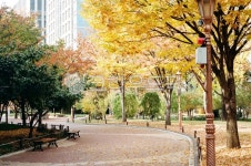 가을, 단풍, 거리, 공원, 벤치, 사진,이미지,일러스트,캘리그라피 - 시오작가 크라우드픽 - 저작권 걱정 없는 상업용 이미지