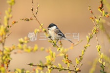 갯버들, 버들강아지, 쇠박새, 조류, 새, 사진,이미지,일러스트,캘리그라피 - pink00s73작가 크라우드픽 - 저작권 걱정 없는 상업용 이미지