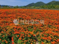금잔화, 진도지산면, 꽃, flower, 풍경, 사진,이미지,일러스트,캘리그라피 - 우짜고야작가 크라우드픽 - 저작권 걱정 없는 상업용 이미지