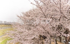 벚꽃, 봄꽃, 봄풍경, 분홍색꽃, 벚꽃길, 사진,이미지,일러스트,캘리그라피 - 코드케이작가 크라우드픽 - 저작권 걱정 없는 상업용 이미지