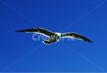 갈매기, 하늘을나는갈매기, 파란하늘부산갈매기, 부산갈매기, 파란하늘, 사진,이미지,일러스트,캘리그라피 - 레옹이다작가 크라우드픽 - 저작권... 