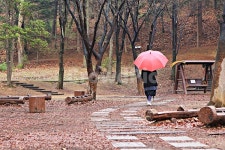 공원, 빨강우산, 나무, 풍경, 자연, 사진,이미지,일러스트,캘리그라피 - 함께사는세상작가 크라우드픽 - 저작권 걱정 없는 상업용 이미지