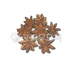 팔각회향, 한약, 한약재, 한의학, 본초, 사진,이미지,일러스트,캘리그라피 - Nchuccida작가 크라우드픽 - 저작권 걱정 없는 상업용 이미지