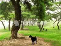 소나무, 염소, 동물, 아침, 안개, 사진,이미지,일러스트,캘리그라피 - Nepoto1작가 크라우드픽 - 저작권 걱정 없는 상업용 이미지