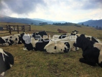 자연, nature, farm, 농장, animal, 사진,이미지,일러스트,캘리그라피 - swj6072작가 크라우드픽 - 저작권 걱정 없는 상업용 이미지