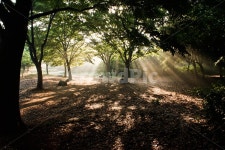 햇살, 아침, 나무, 공원, 빛, 사진,이미지,일러스트,캘리그라피 - 퓨처작가 크라우드픽 - 저작권 걱정 없는 상업용 이미지