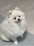 웃는, 강아지, 포메, 포메라니안, 이쁜강아지, 사진,이미지,일러스트,캘리그라피 - junseo1002작가 크라우드픽 - 저작권 걱정 없는 상업용 이미지