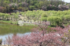 공원, 연못, 나무, 숲, 정자, 사진,이미지,일러스트,캘리그라피 - Good3Dmakers작가 크라우드픽 - 저작권 걱정 없는 상업용 이미지