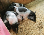 돼지, 동물, 농장, 자연, 흙, 사진,이미지,일러스트,캘리그라피 - sjdh0201작가 크라우드픽 - 저작권 걱정 없는 상업용 이미지